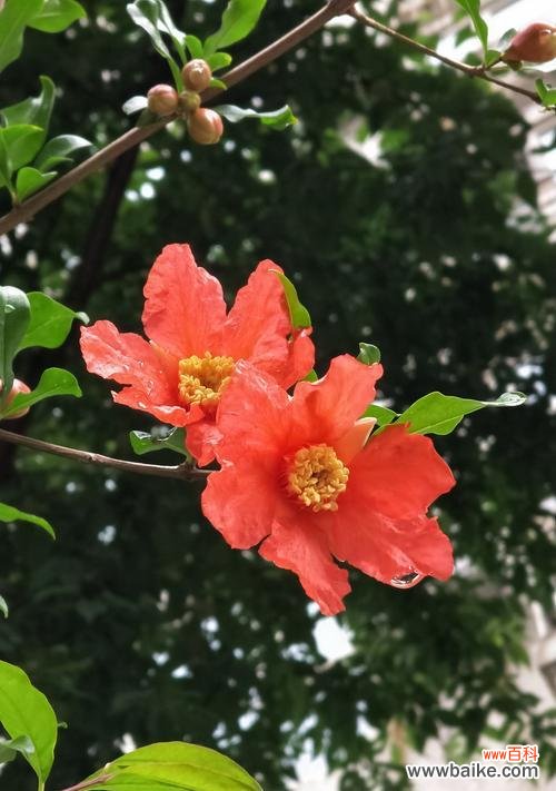 石榴花语 石榴花的美丽与寓意