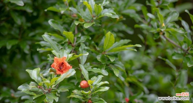 探寻石榴花的神秘之美，揭示其寓意与象征 石榴花的花语与寓意