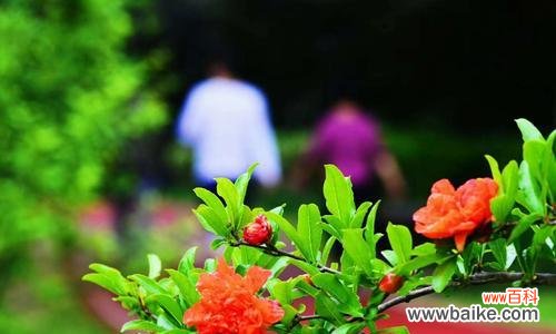 探寻石榴花背后的情感与象征 石榴花之美