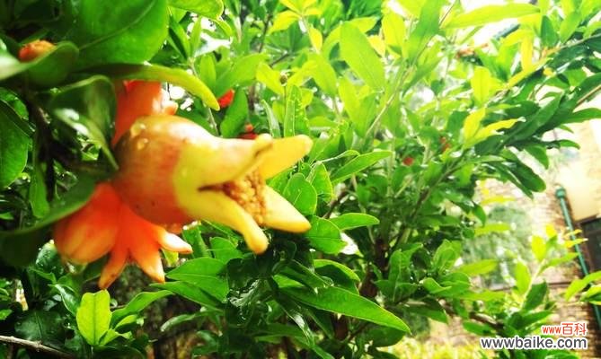 探寻石榴花背后的情感与象征 石榴花之美