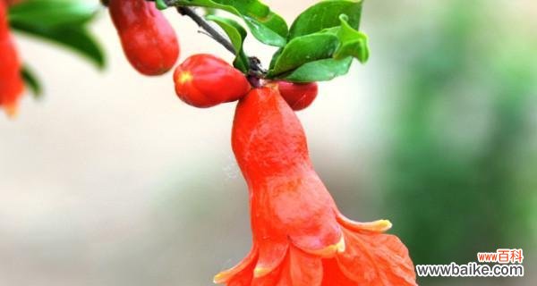 探寻石榴花背后的情感与象征 石榴花之美