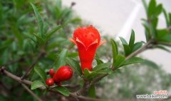 探寻石榴花的象征内涵和文化意义 石榴花的寓意与象征——生命之美