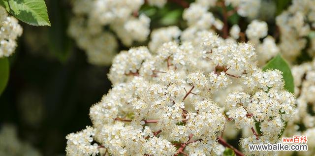 解析石楠花的花语与内涵，了解其美丽背后的意义 石楠花的花语——寓意与象征