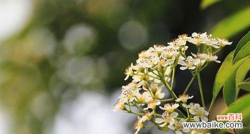 解析石楠花的花语与内涵，了解其美丽背后的意义 石楠花的花语——寓意与象征