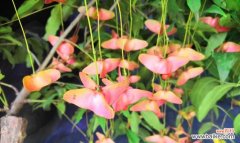 探索金丝吊蝴蝶的花语与意义 金丝吊蝴蝶花语