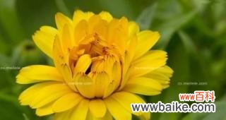 揭开金盏菊背后的神秘面纱 金盏菊之花语与传说