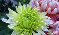 探索菊花背后的文化内涵与美学价值 菊花的象征意义