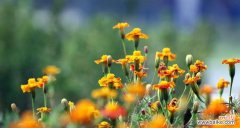 探寻孔雀草的秘密——解读孔雀草的花语 孔雀草的花语与意义