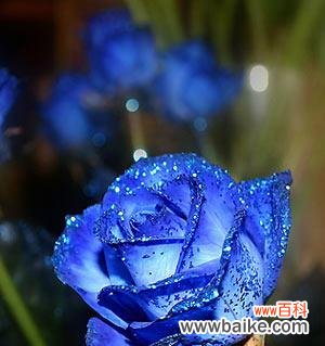 揭秘蓝色妖姬玫瑰的花语 蓝色妖姬玫瑰的花语