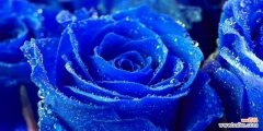 蓝色月季花的寓意与象征 蓝色月季花的花语与寓意
