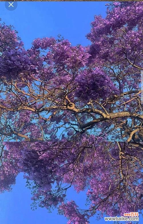 蓝楹花的花语及其寓意 蓝楹花