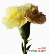 天苍要表达的花语是什么意思？