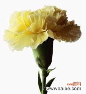 天苍要表达的花语是什么意思？