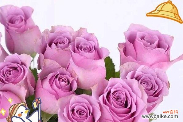 紫霞仙子是什么花语？这种花如何象征梦幻与神秘？