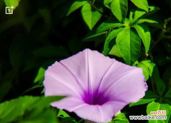 紫霞仙子是什么花语？这种花如何象征梦幻与神秘？