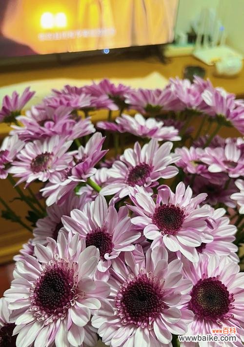 紫霞仙子是什么花语？这种花如何象征梦幻与神秘？