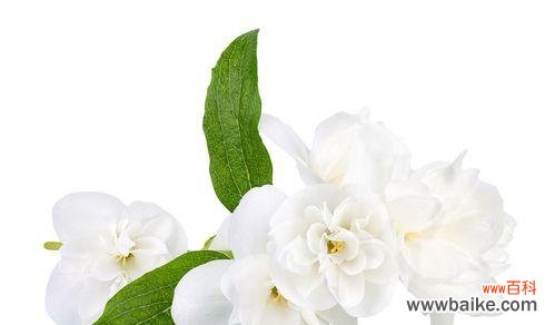 六枝茉莉花传递了哪些信息？