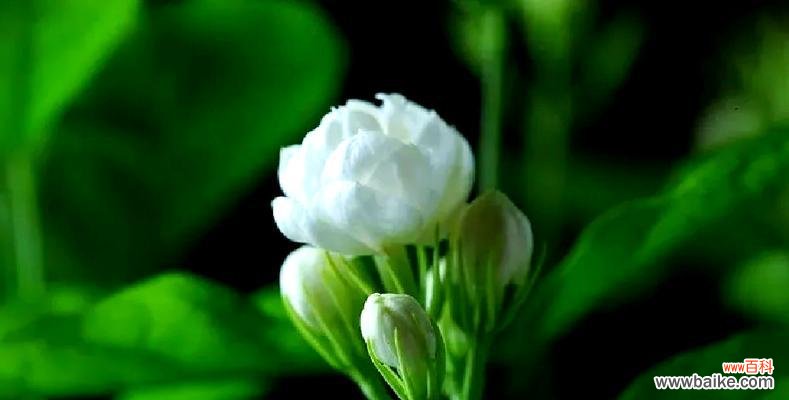 六枝茉莉花传递了哪些信息？