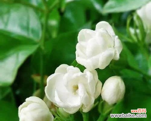 六枝茉莉花传递了哪些信息？