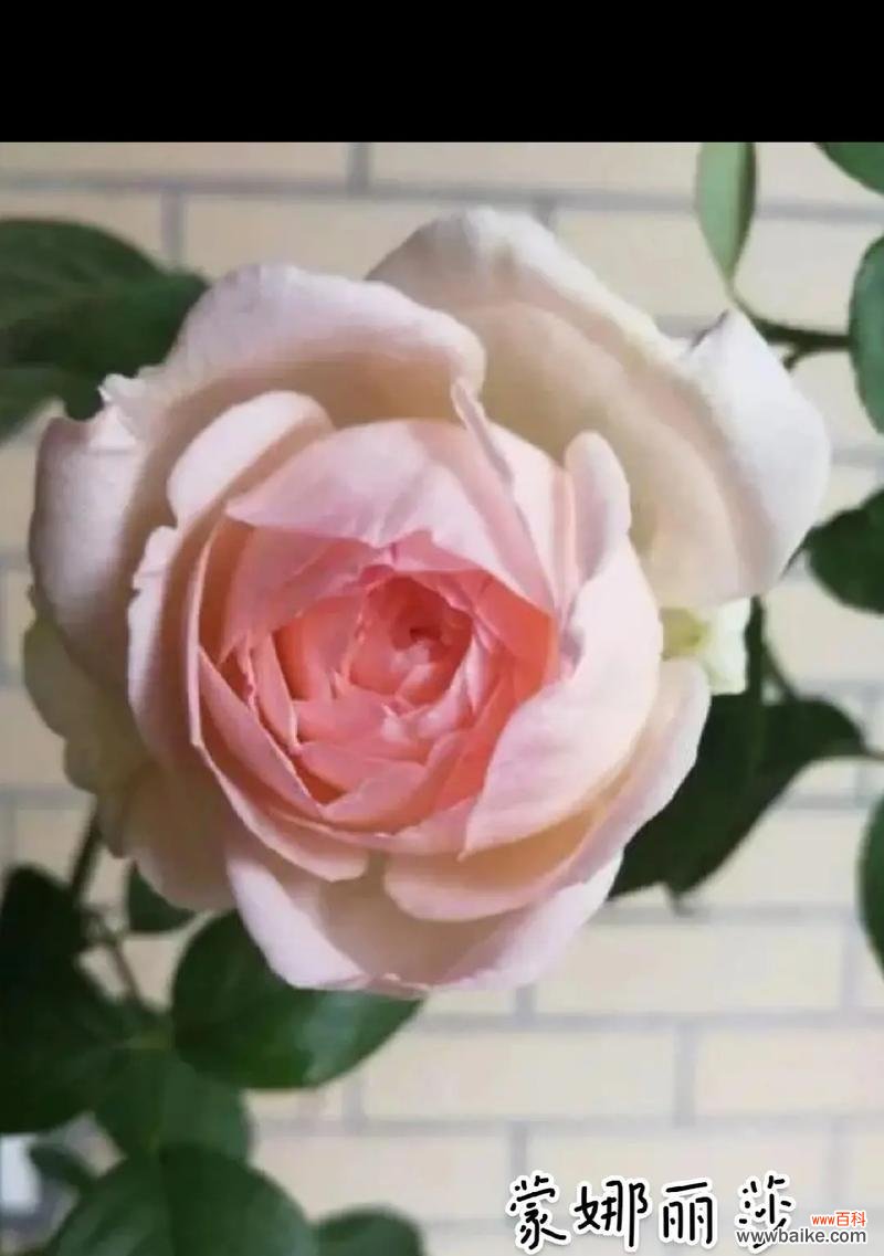 十三朵蒙娜丽莎的花语有何含义?