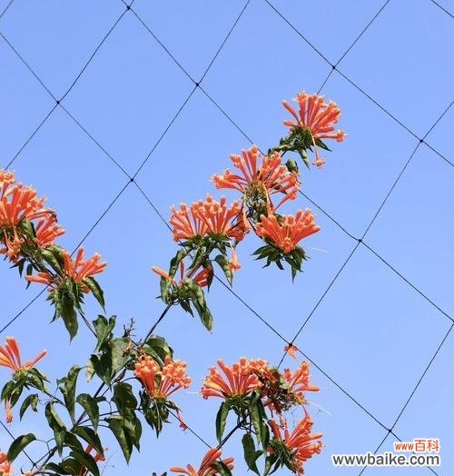 炮仗藤的花语暗示了哪些情感?