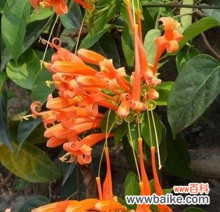 炮仗藤的花语暗示了哪些情感?