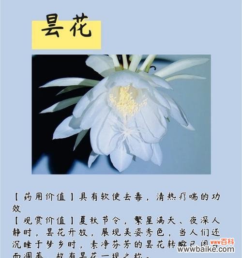 粉红钟花的花语是什么?它在花语中代表了什么?