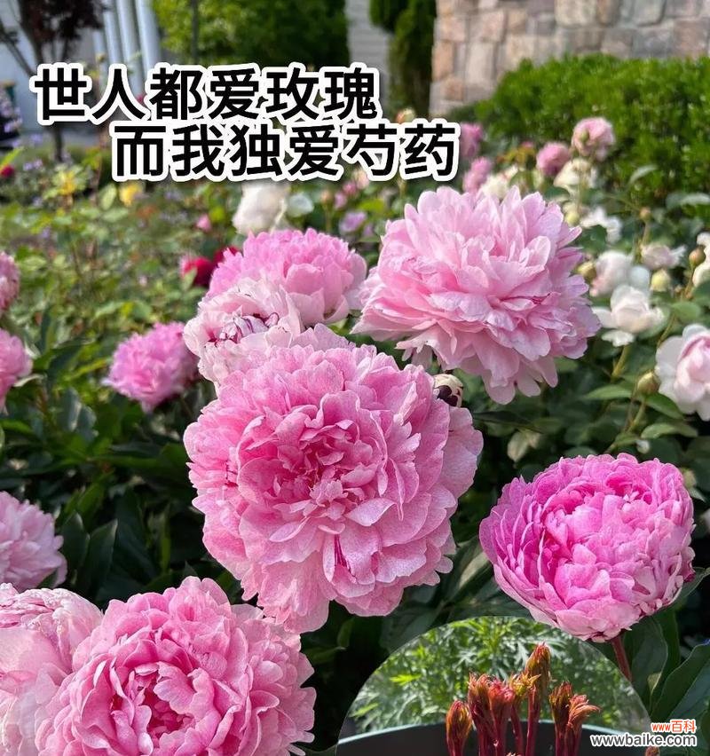 粉红钟花的花语是什么?它在花语中代表了什么?