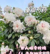 粉红钟花的花语是什么？它在花语中代表了什么？