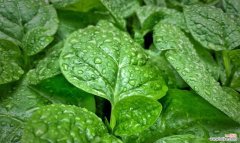 红桦树的花语是什么意思？它在自然界中扮演什么角色？