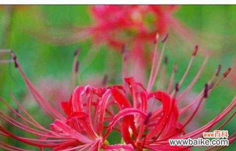 植物的花语有哪些?它们各自代表了什么?