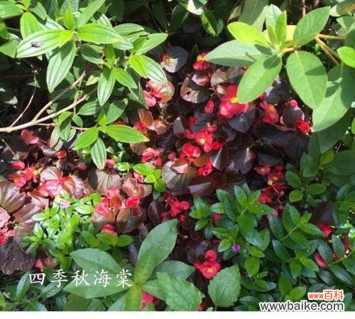 花语飘香原创原声有何特别之处？