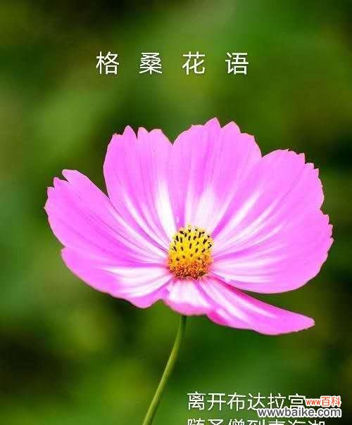 花语飘香原创原声有何特别之处？