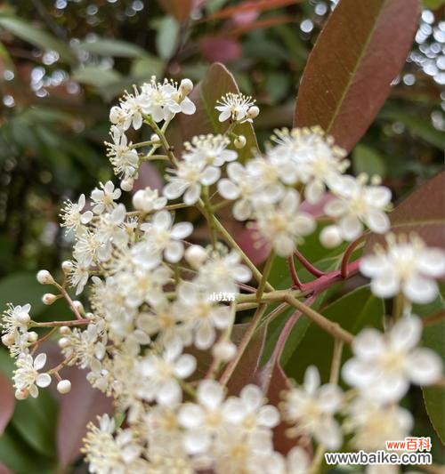 揭示石楠花的花语之美和深意 石楠花的花语及其象征意义