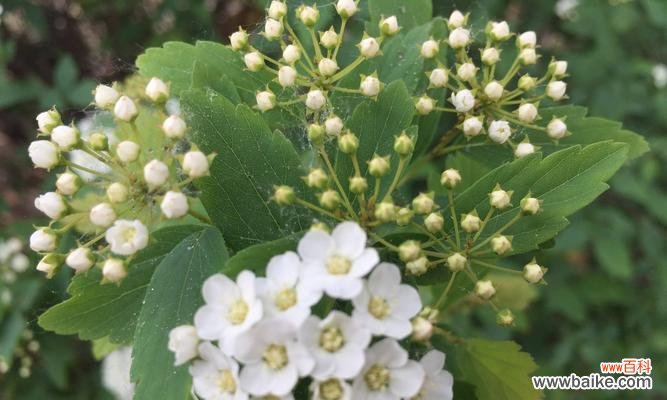 揭示石楠花的花语之美和深意 石楠花的花语及其象征意义