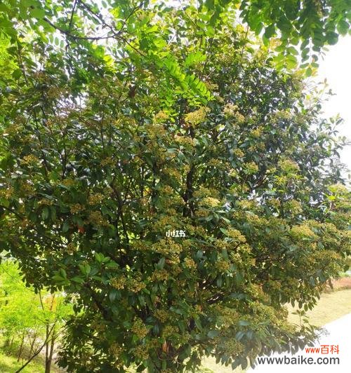 石楠花 石楠花的花语