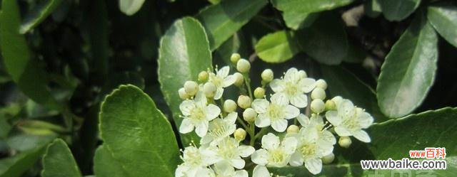 石楠花 石楠花的花语