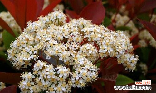 石楠花 石楠花的花语