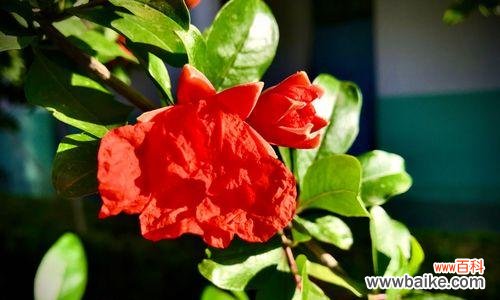 绽放希望、寄托祝福,石榴花的意义与象征 石榴花语与寓意