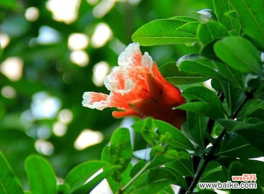 绽放希望、寄托祝福,石榴花的意义与象征 石榴花语与寓意