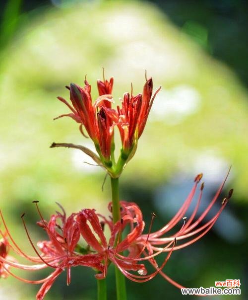 探索石蒜花的花语，并理解它所传达的意义 石蒜花花语解读之美丽与坚韧