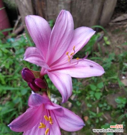 探索石蒜花的花语，并理解它所传达的意义 石蒜花花语解读之美丽与坚韧