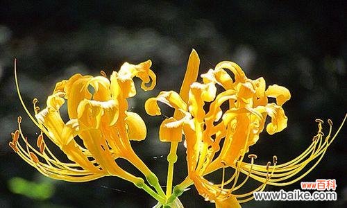 探索石蒜花的花语，并理解它所传达的意义 石蒜花花语解读之美丽与坚韧