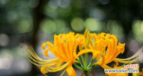 石蒜花的寓意与生态环境 石蒜花