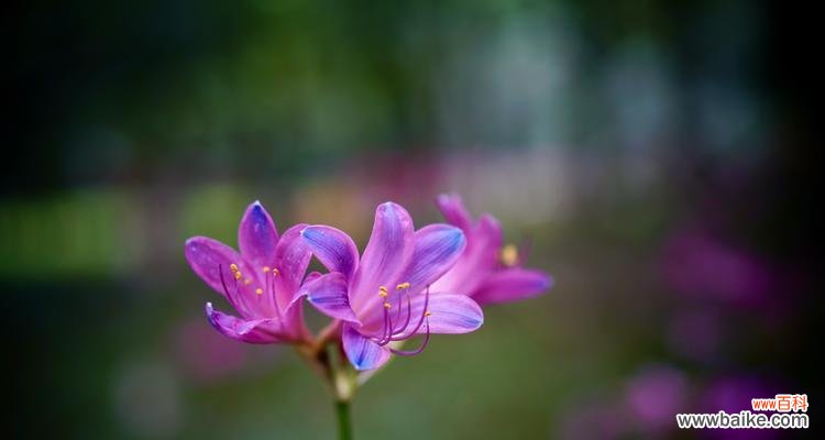 石蒜花的寓意与生态环境 石蒜花