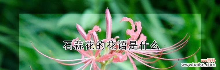 石蒜花的寓意与生态环境 石蒜花