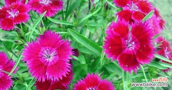 赏析石竹花花语，领悟生命的真谛 石竹花之美