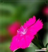 石竹花的婚姻寓意与园艺价值 石竹花的象征意义及文化价值