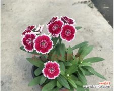 石竹梅花语的传承与演变 探秘石竹梅花的花语之美