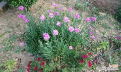 探寻石竹花的深层寓意，传递爱与美的象征 石竹花的寓意及其象征意义